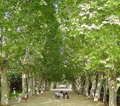 Beautiful area to walk and play with the children with giant trees that give a magnificent shade to enjoy with the children.