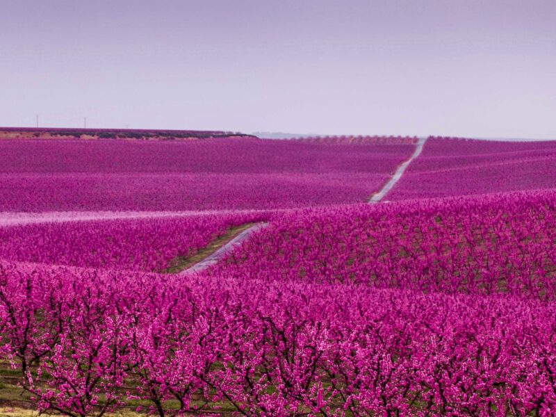 Extensive field of peach trees with all its flower in splendor of an intense fuchsia color, the sky seems to reflect the intense color of the flowers.