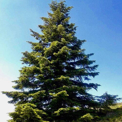 Simply the perfection of the fir tree on top of a hill, with a background of blue sky.