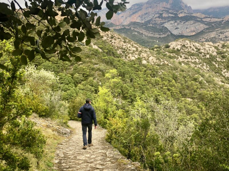 View of a hiker with his back turned walking along a stony path, thick forest on the sides, rocky mountains in the background.