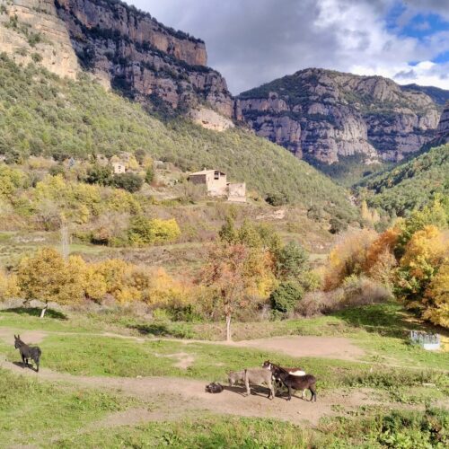 Autumn landscape with golden leaves on the trees, steep mountains in the background and donkeys grazing in the meadow.